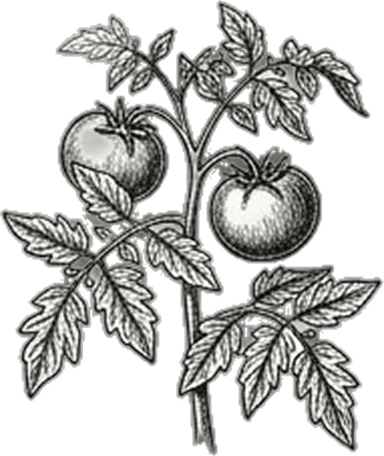 Tomato illustration